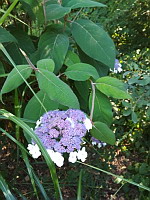 Hortensia de Virginie (Hydrangea arborescens)(ph. Mrugala F., Villars-les-Dombes, Parc des oiseaux, juil 2020)(2)